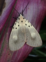 Asota iodamia