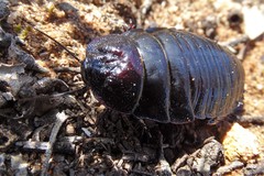 Geoscapheus robustus