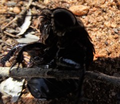 Geoscapheus robustus