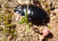 Geoscapheus robustus