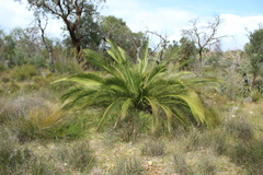 Macrozamia
