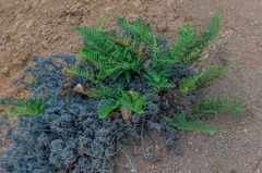 Pityrogramma austroamericana