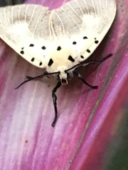 Asota iodamia