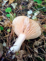 Lactarius utilis