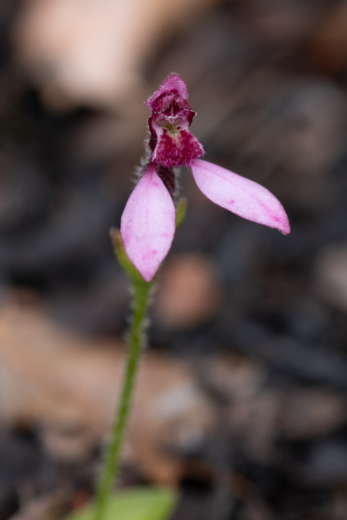 pink bunny orchid