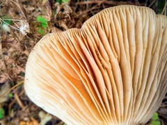 Lactarius utilis