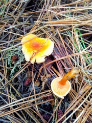 Hygrophoropsis aurantiaca