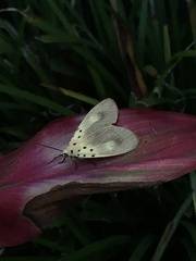 Asota iodamia