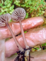Mycena pura