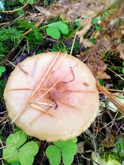 Fungi