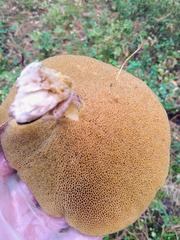 Suillus placidus