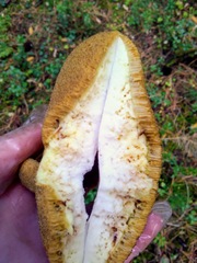 Suillus placidus