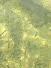 Salvelinus fontinalis