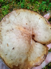 Suillus placidus
