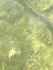 Salvelinus fontinalis