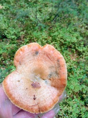 Lactarius deliciosus