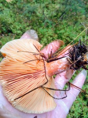 Lactarius deliciosus