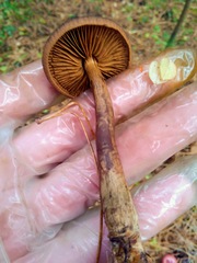 Cortinarius