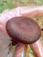 Cortinarius