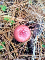Russula