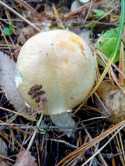 Agaricus