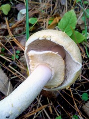 Agaricus