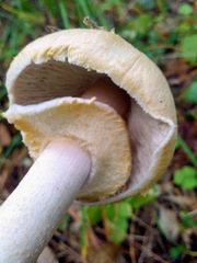 Agaricus