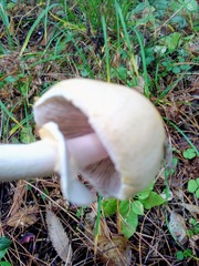 Agaricus