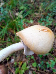 Agaricus