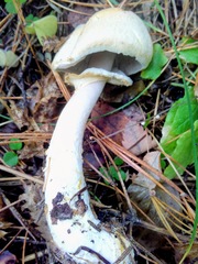 Agaricus