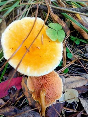 Hygrophoropsis aurantiaca