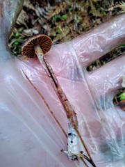 Cortinarius