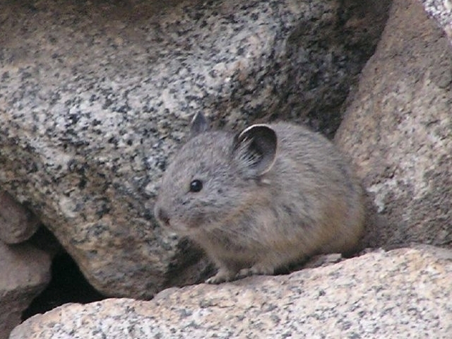 Beaver Mountains pika