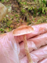 Cortinarius