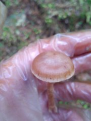 Cortinarius