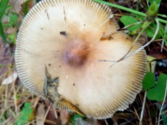 Amanita fulva
