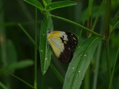 Belenois creona creona