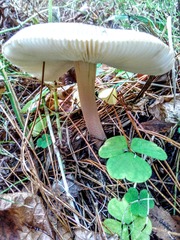 Amanita fulva