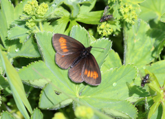 Erebia eriphyle