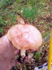 Lactarius utilis