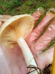 Lactarius utilis