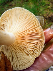 Lactarius utilis