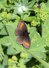 Erebia eriphyle