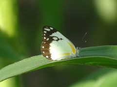 Belenois creona creona