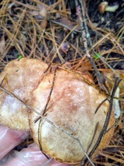 Suillus placidus