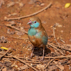 Uraeginthus bengalus
