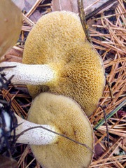Suillus placidus