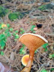 Hygrophoropsis aurantiaca