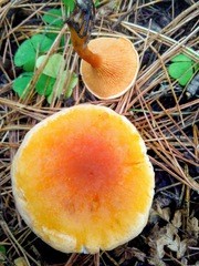 Hygrophoropsis aurantiaca