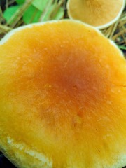 Hygrophoropsis aurantiaca